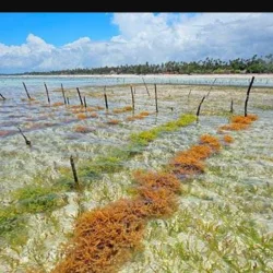 Indonesia continues to export dried seaweed to South Korea despite COVID19