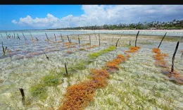 News Indonesia continues to export dried seaweed to South Korea despite COVID19 whatsapp image 2021 04 06 at 11 25 03