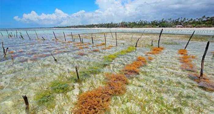 Indonesia continues to export dried seaweed to South Korea despite COVID-19