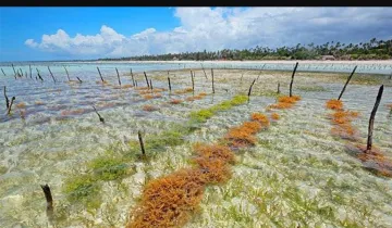 News Indonesia continues to export dried seaweed to South Korea despite COVID19 whatsapp image 2021 04 06 at 11 25 03