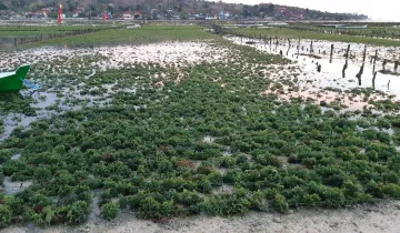 News Farmers struggle amid declining seaweed exports whatsapp image 2021 04 06 at 11 36 59 1